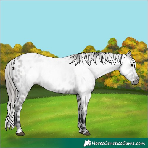 Horse Color:Gray Grullo Appaloosa 