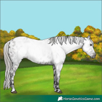 Horse Color:Gray Grullo Appaloosa 