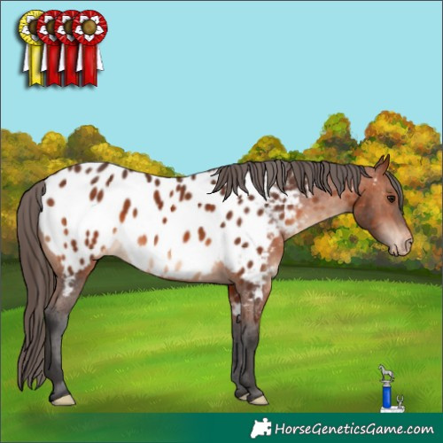 Horse Color:Bay Near Leopard