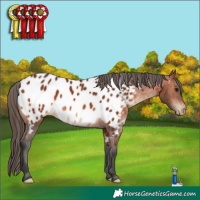 Horse Color:Bay Appaloosa 