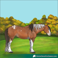 Horse Color:Bay Splash Tobiano Appaloosa and Bay Splash Tobiano Appaloosa