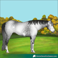 Horse Color:Gray Black Sabino 