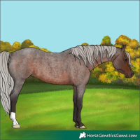 Horse Color:Silver Brown Roan 