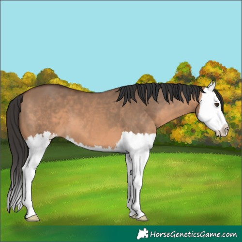 Horse Color:Brown Dun Splash 