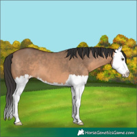 Horse Color:Brown Dun Splash