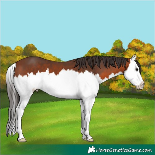 Horse Color:Bay Splash