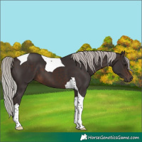 Horse Color:Silver Brown Tobiano