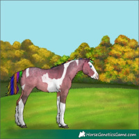 Horse Color:Painted Brown Dun Splash Tobiano Appaloosa 