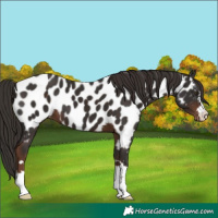 Horse Color:Liver Chestnut Appaloosa 