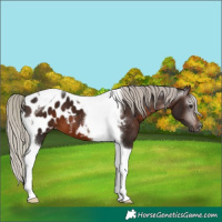 Horse Color:Gray Silver Brown Tobiano Appaloosa 