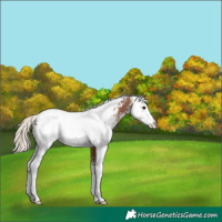 Horse Color:White Spotted Silver Black Appaloosa 
