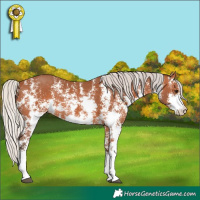 Horse Color:Silver Bay Sabino 