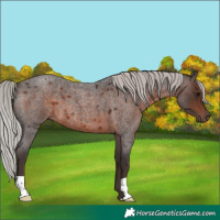 Horse Color:Silver Brown Roan 