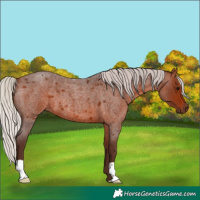 Horse Color:Silver Bay Roan 