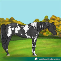 Horse Color:White Spotted Black