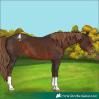 Horse Color:Liver Chestnut Appaloosa 