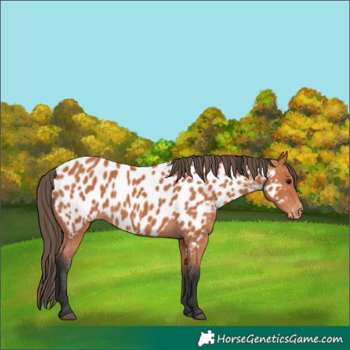 Horse Color:Bay Appaloosa 