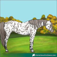 Horse Color:Grullo Appaloosa 