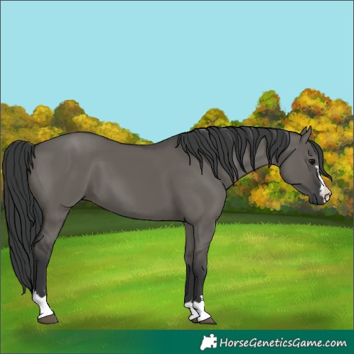Horse Color:Grullo 