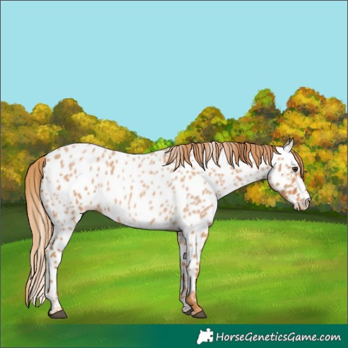 Horse Color:Red Roan Near Leopard 