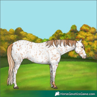 Horse Color:Red Roan Near Leopard 