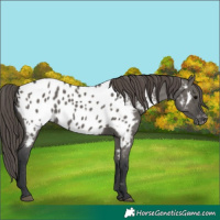 Horse Color:Grullo Appaloosa 