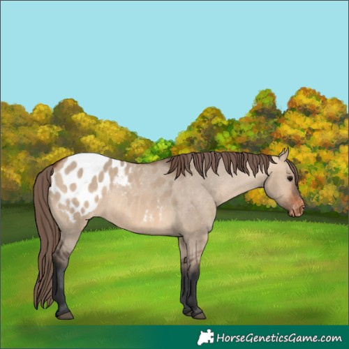 Horse Color:Bay Dun Appaloosa 