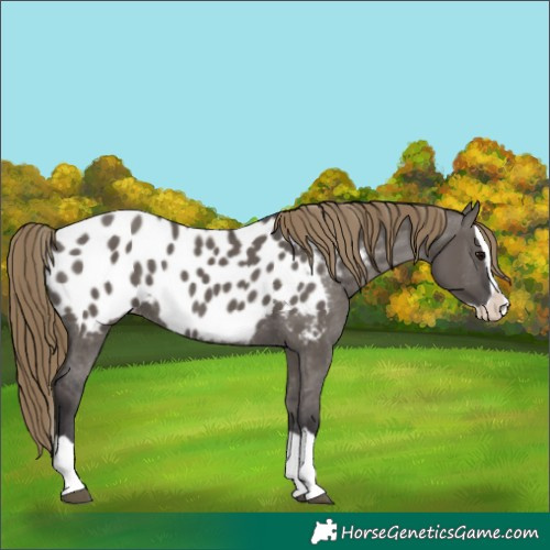 Horse Color:Smoky Grullo Splash Appaloosa 