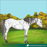 Horse Color:Grullo Near Leopard 