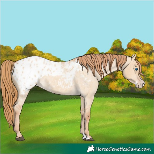 Horse Color:Red Dun Roan Splash Appaloosa 