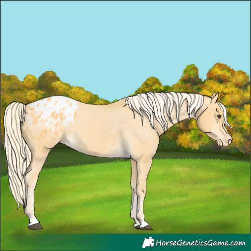 Horse Color:Palomino Dun Appaloosa 
