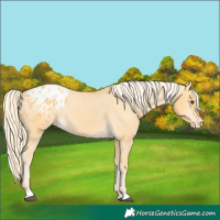 Horse Color:Palomino Dun Appaloosa