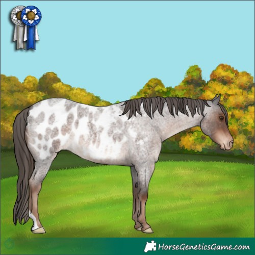 Horse Color:Liver Red Roan Appaloosa 