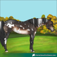 Horse Color:White Spotted Brown 