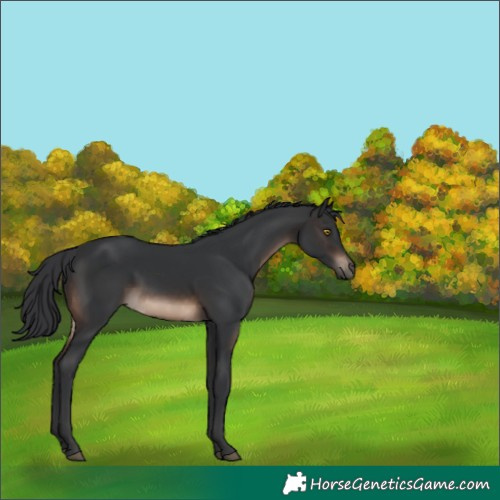 Horse Color:Brown 