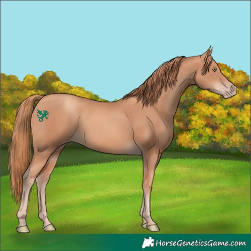 Horse Color:Gold Champagne