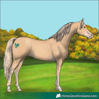 Horse Color:Gold Champagne 