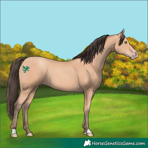 Horse Color:Amber Champagne
