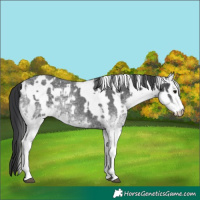Horse Color:White Spotted Blue Roan Rabicano and White Spotted Blue Roan Rabicano