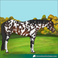 Horse Color:Brown Tobiano Appaloosa 