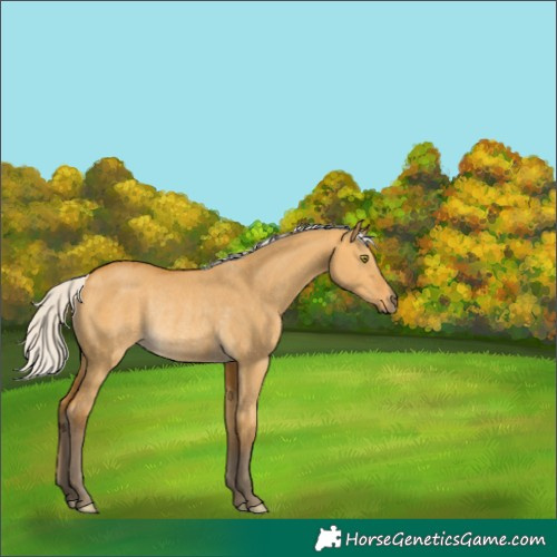 Horse Color:Silver Buckskin Dun Rabicano