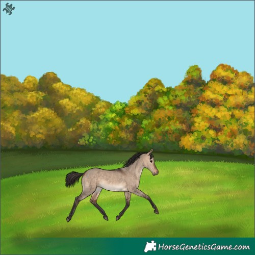 Horse Color:Bay Dun Rabicano 