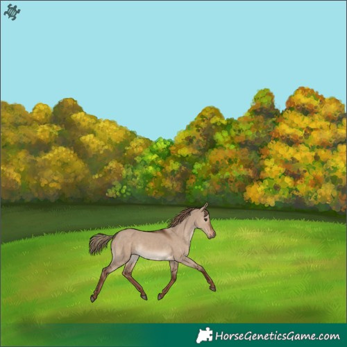 Horse Color:Liver Red Dun Rabicano 