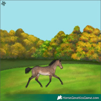 Horse Color:Brown Dun Rabicano 