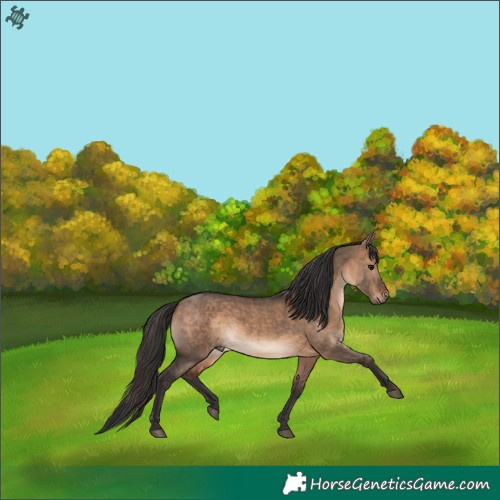 Horse Color:Brown Dun Rabicano 