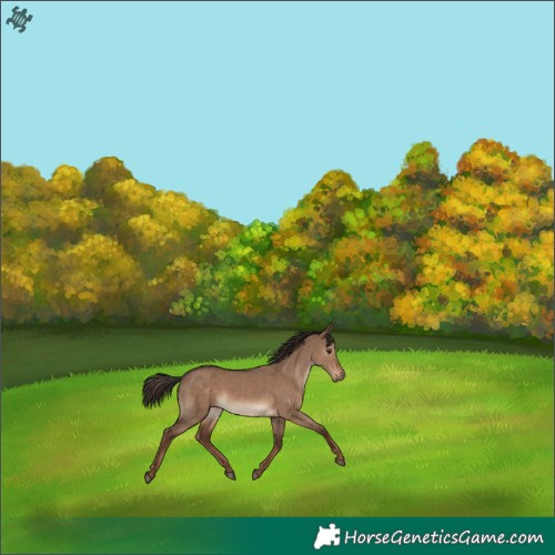 Horse Color:Liver Red Dun Rabicano 