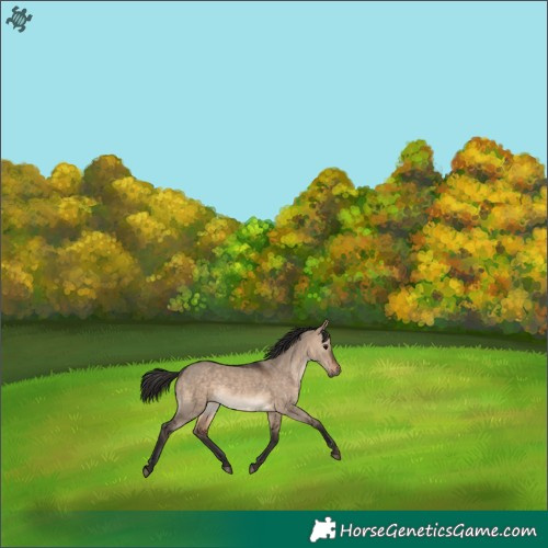 Horse Color:Brown Dun Rabicano 