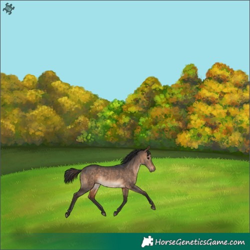 Horse Color:Bay Dun Rabicano 