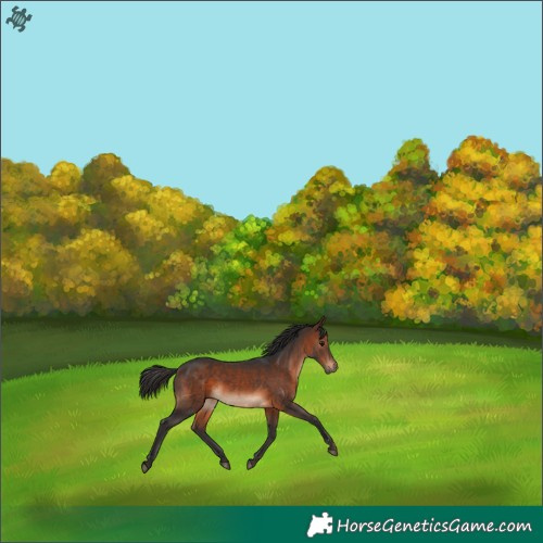 Horse Color:Brown Rabicano 
