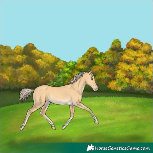 Horse Color:Gold Cream Champagne Dun Rabicano 